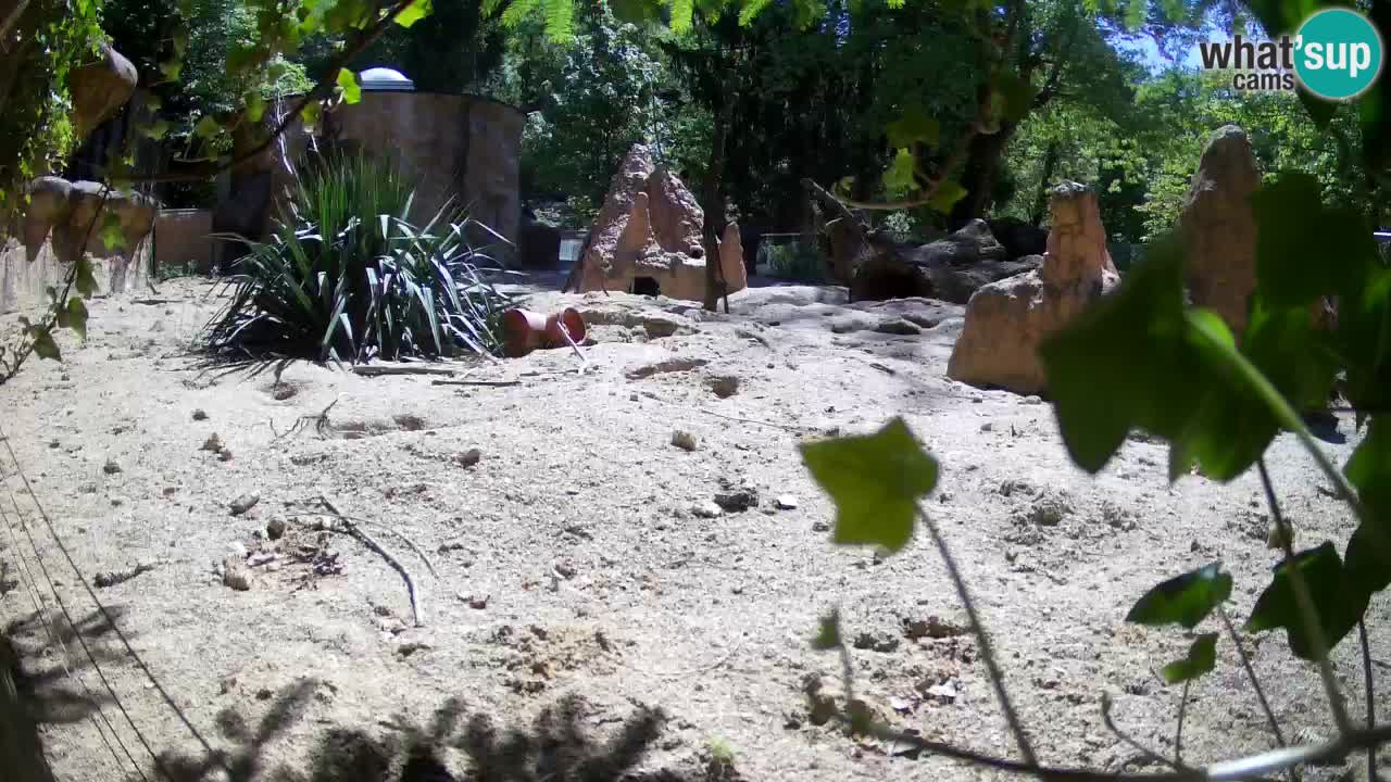 Live cam Zoo Ljubljana – Erdmännchen
