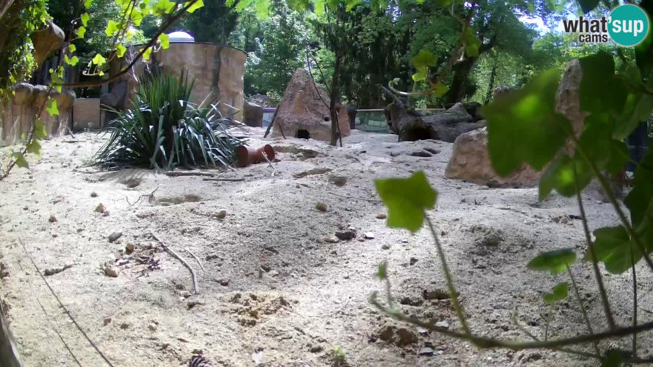 Webcam live Zoo Ljubljana – Suricata