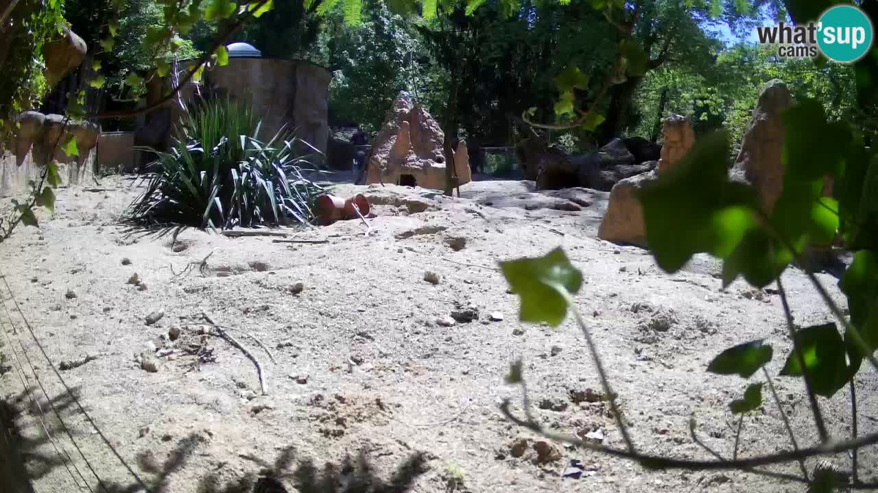 Zoo Ljubljana – Live webcam Meerkat (Suricata)
