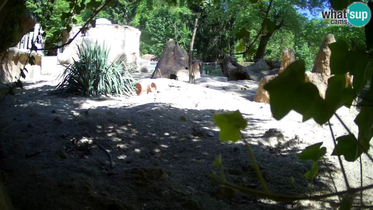 Live cam Zoo Ljubljana – Erdmännchen