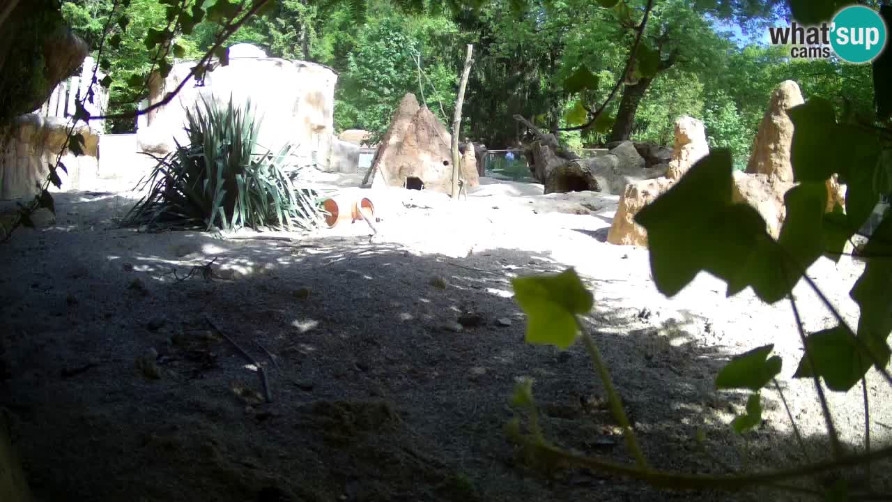 Zoo Ljubljana – Live webcam Meerkat (Suricata)