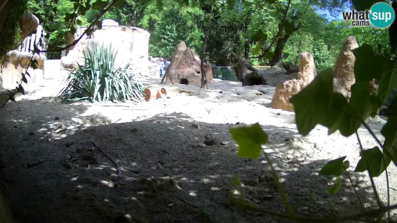 Zoo Ljubljana – Live webcam Meerkat (Suricata)