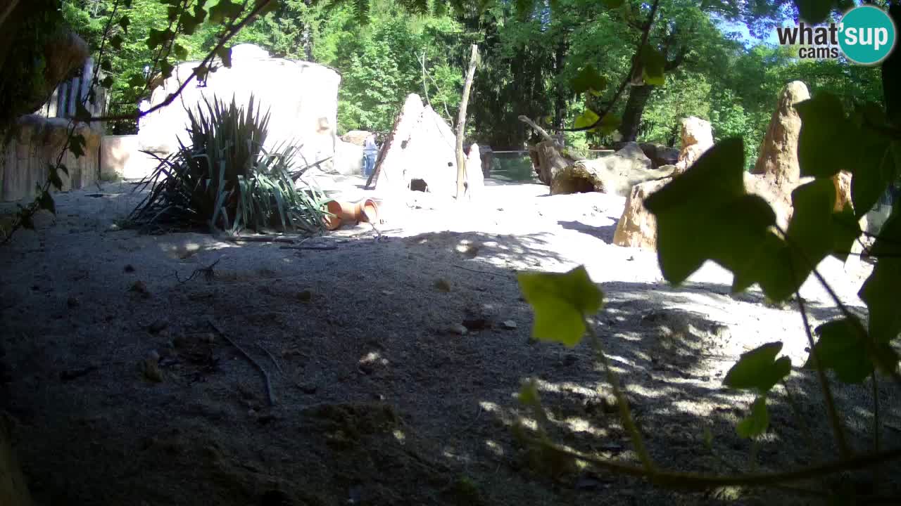 Live cam Zoo Ljubljana – Erdmännchen