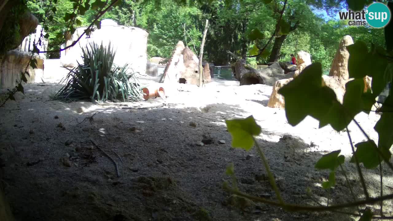 Webcam live Zoo Ljubljana – Suricata