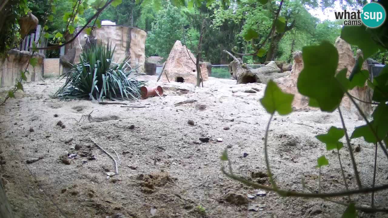 Webcam live Zoo Ljubljana – Suricata