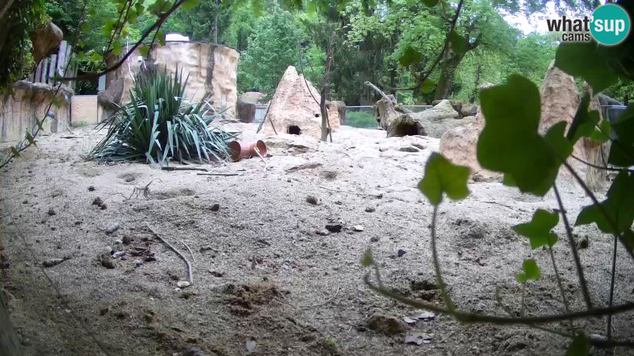 Web kamera Zoo Ljubljana – Merkat