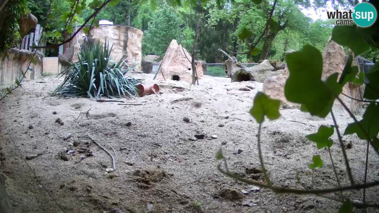 Webcam live Zoo Ljubljana – Suricata
