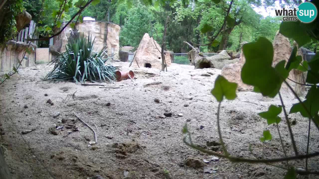 Live cam Zoo Ljubljana – Erdmännchen
