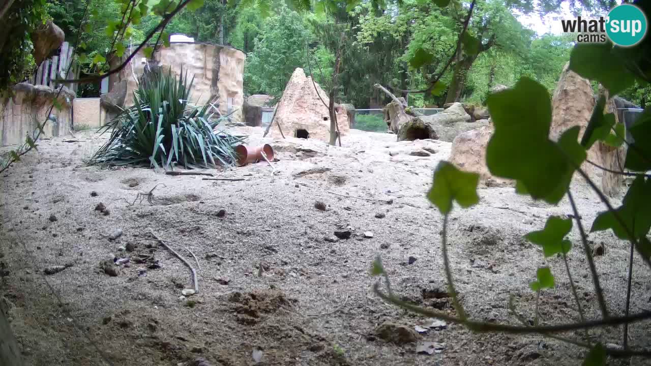Zoo Ljubljana – Meerkat (Suricata)