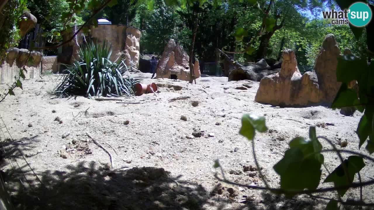 Web kamera Zoo Ljubljana – Merkat