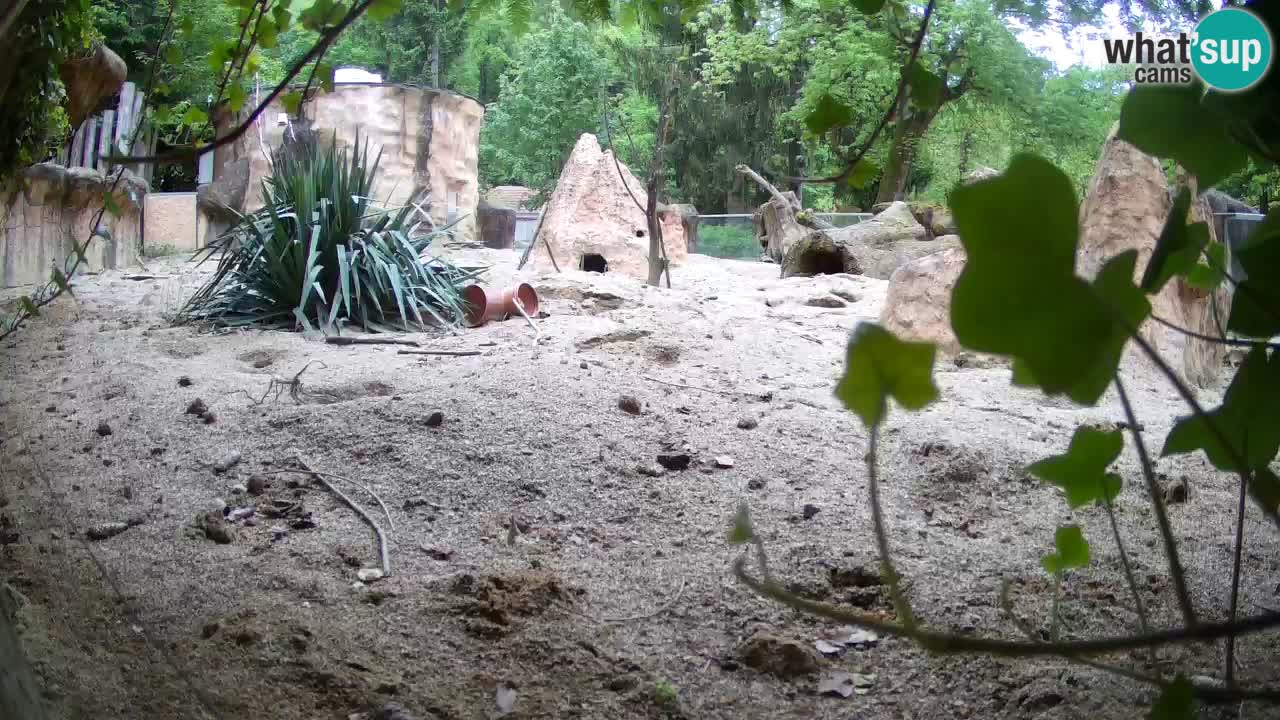 Webcam live Zoo Ljubljana – Suricata