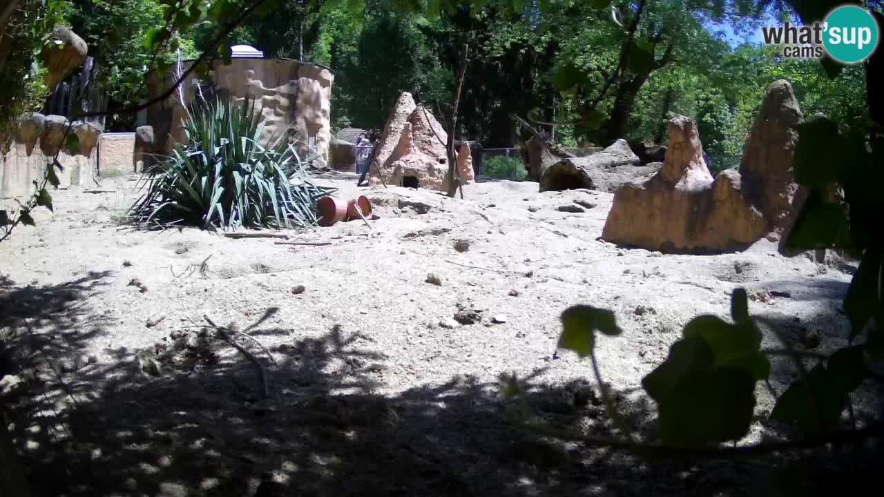 Zoo Ljubljana – Meerkat (Suricata)