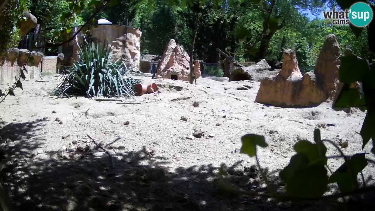 Zoo Ljubljana – Meerkat (Suricata)