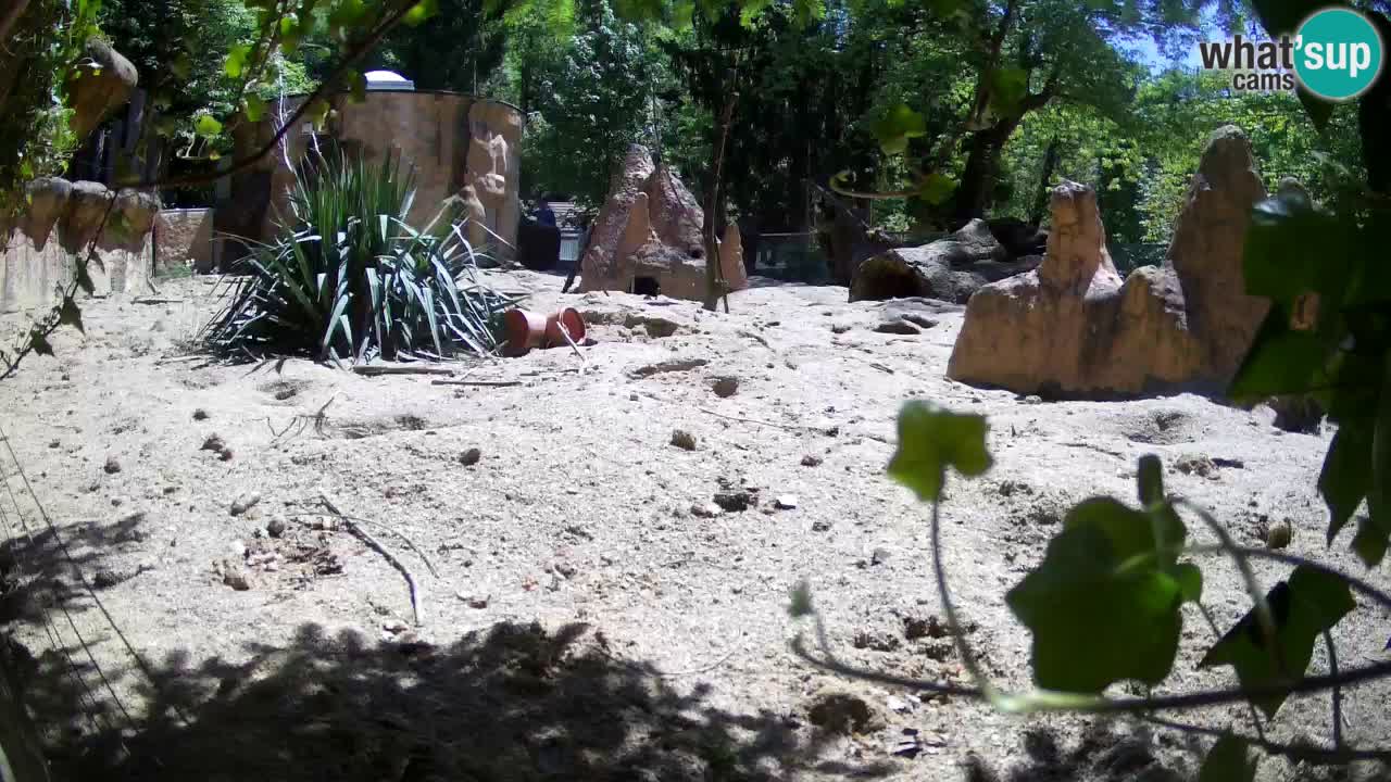 Webcam live Zoo Ljubljana – Suricata