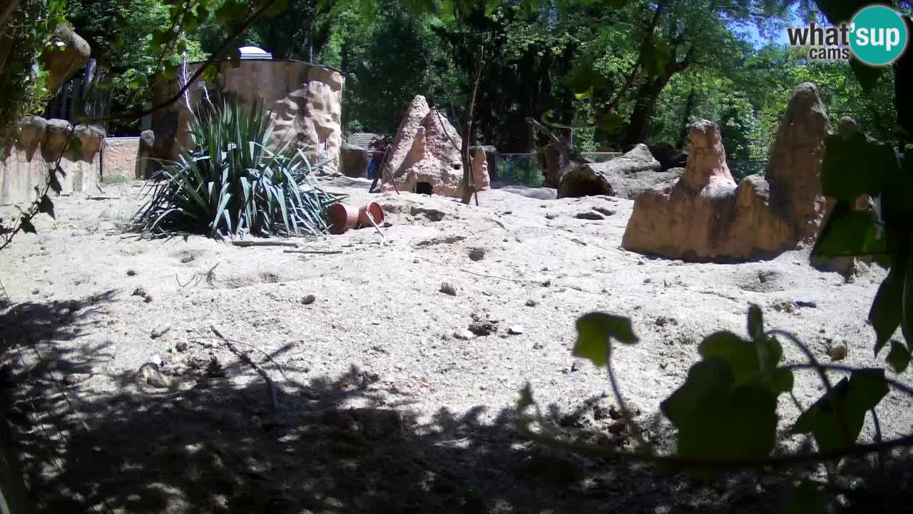 Web kamera Zoo Ljubljana – Merkat