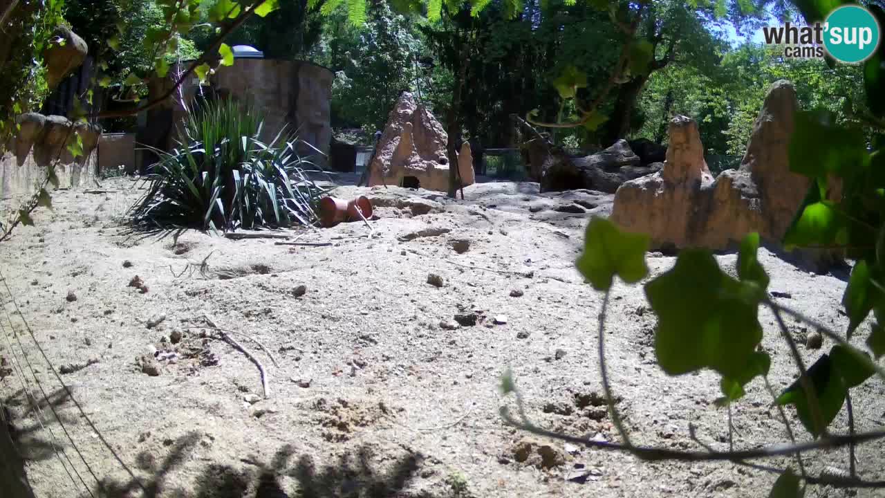 Zoo Ljubljana – Live webcam Meerkat (Suricata)