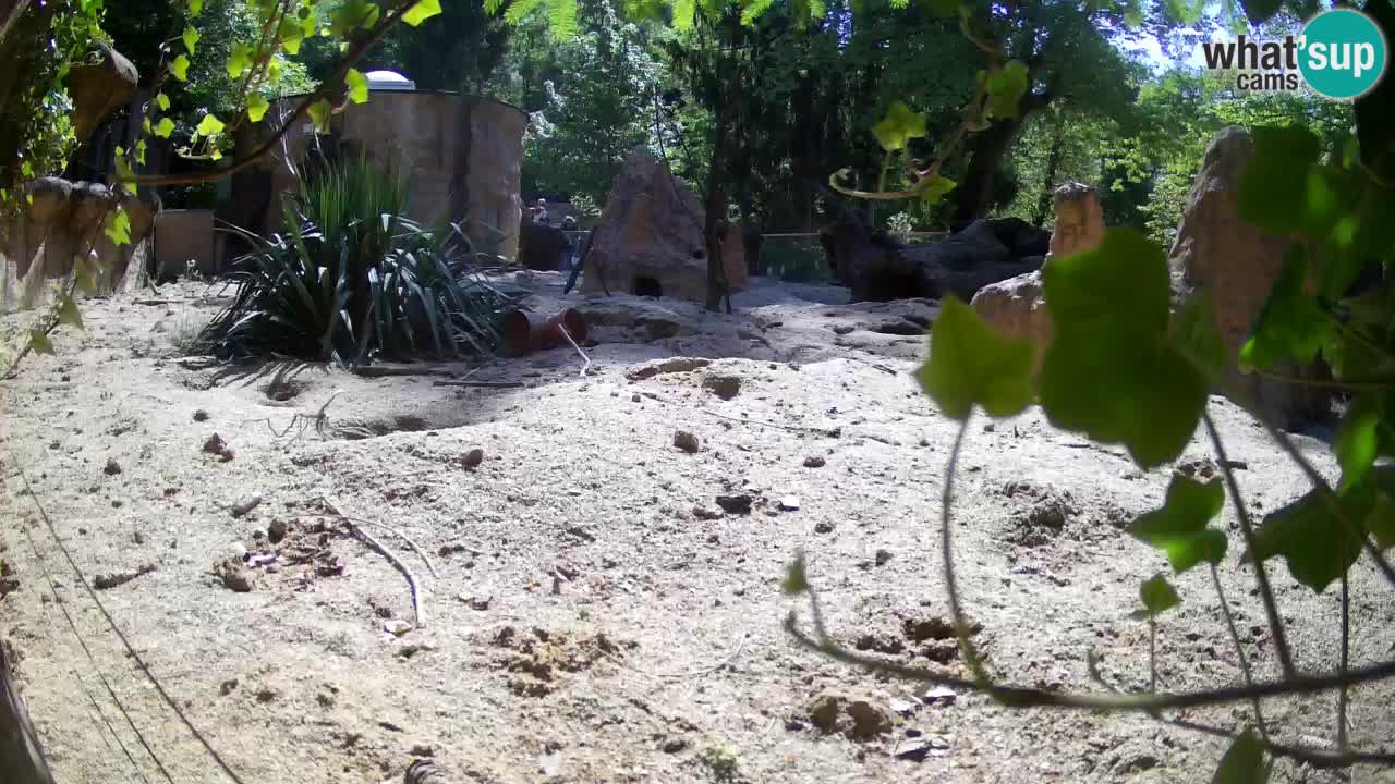 Webcam Zoo Ljubljana – Suricate