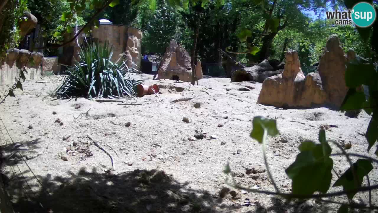 Zoo Ljubljana – Meerkat (Suricata)