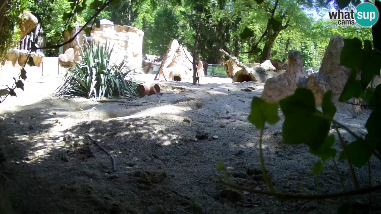 Live cam Zoo Ljubljana – Erdmännchen