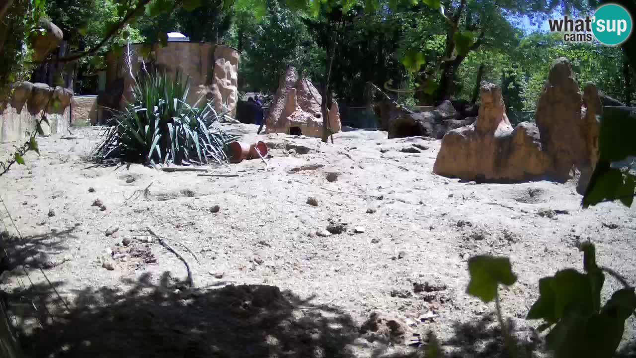 Webcam live Zoo Ljubljana – Suricata