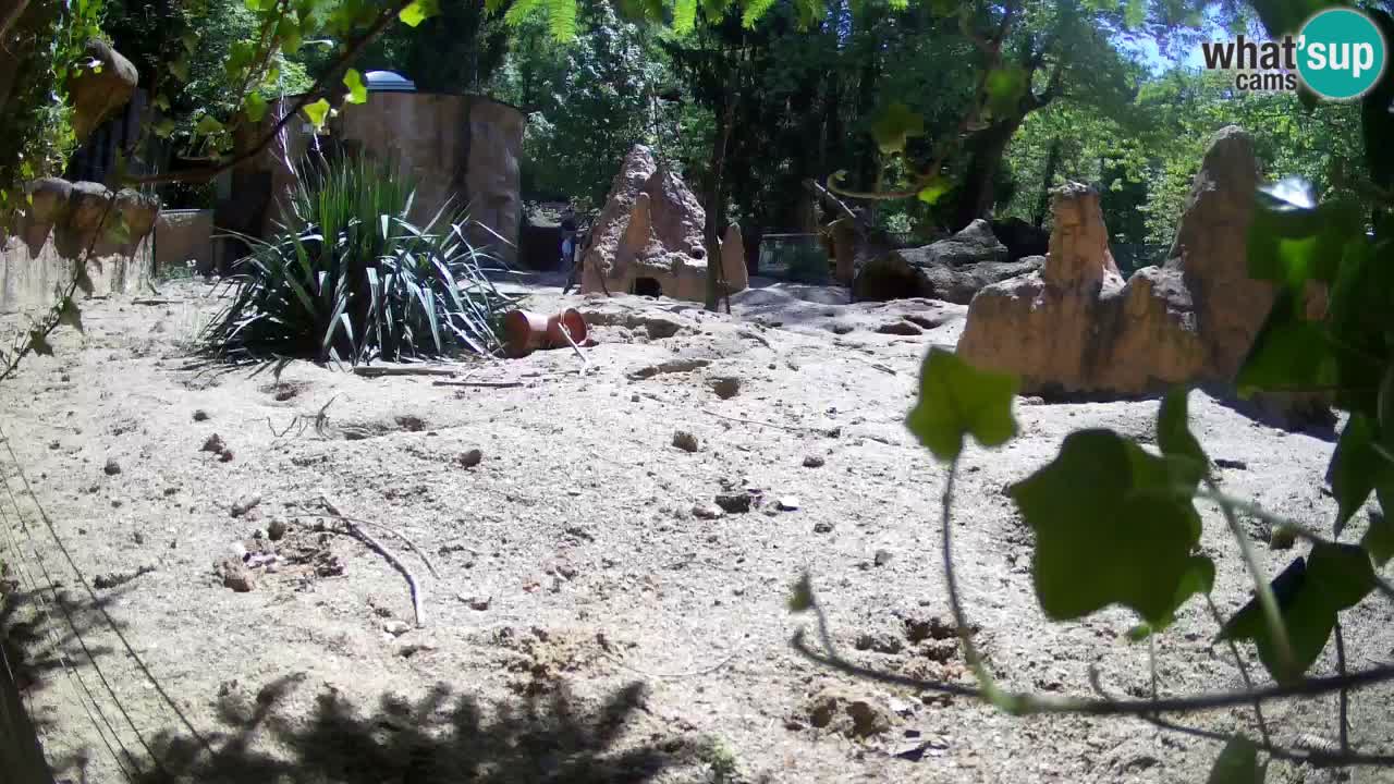 Webcam Zoo Ljubljana – Suricate