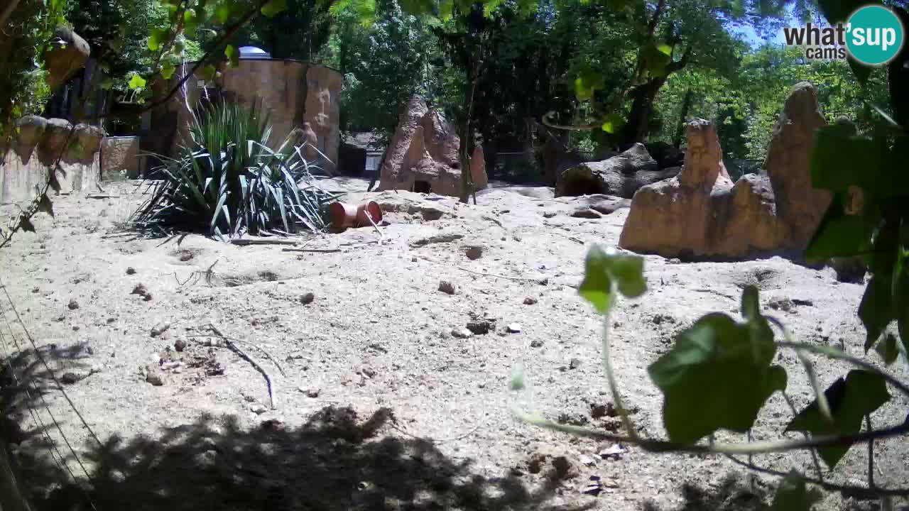 Zoo Ljubljana – Live webcam Meerkat (Suricata)