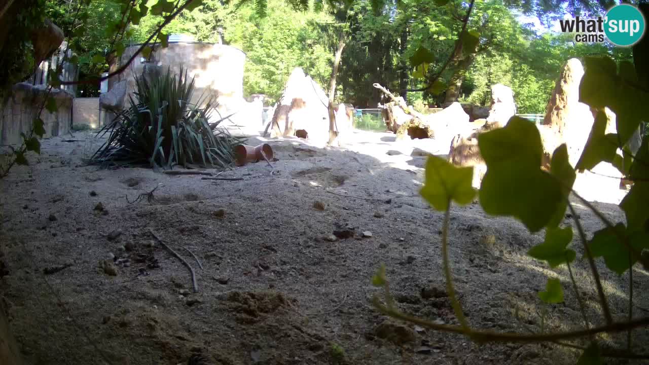 Live cam Zoo Ljubljana – Erdmännchen