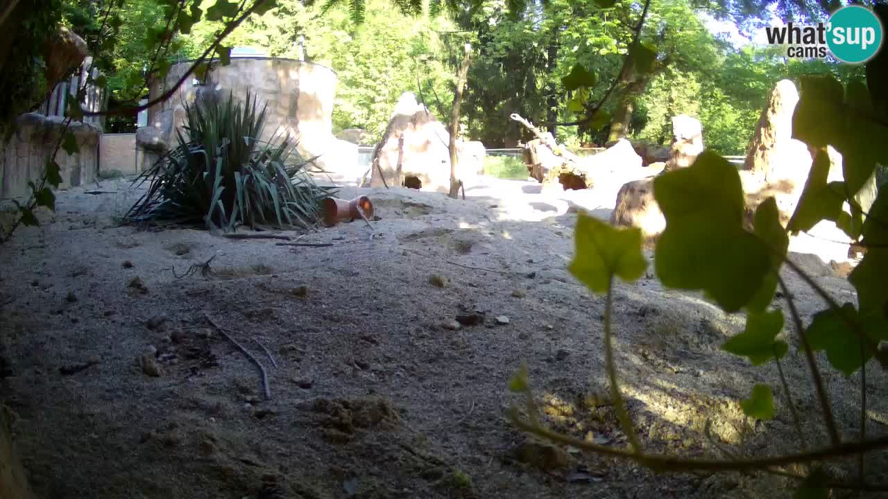 Zoo Ljubljana – Meerkat (Suricata)