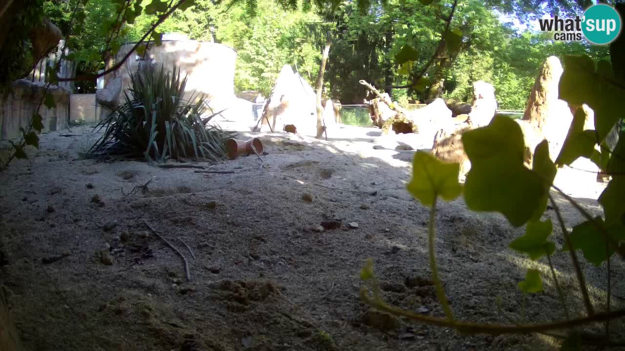 Webcam live Zoo Ljubljana – Suricata