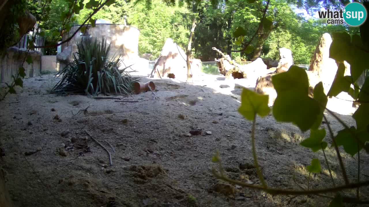 Webcam Zoo Ljubljana – Suricate