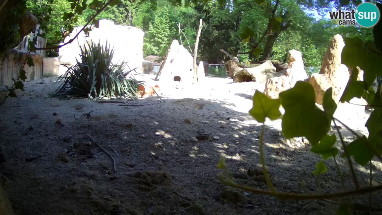 Zoo Ljubljana – Meerkat (Suricata)