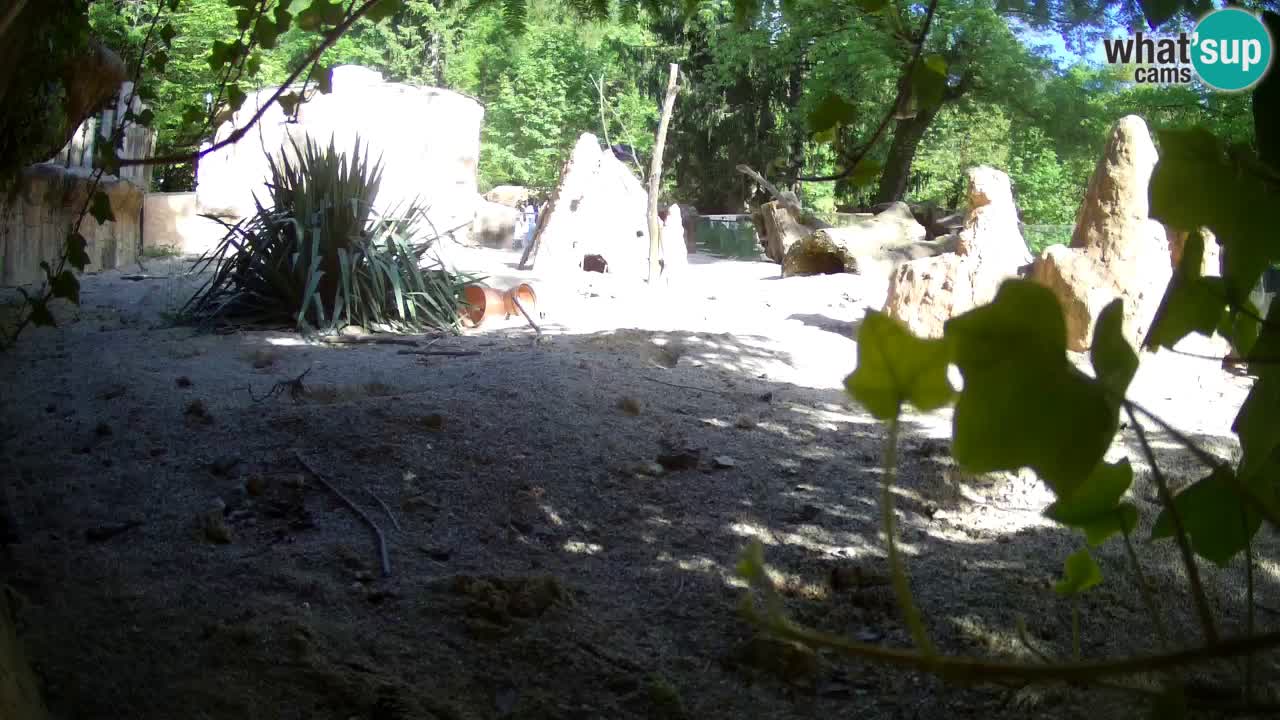 Zoo Ljubljana – Live webcam Meerkat (Suricata)