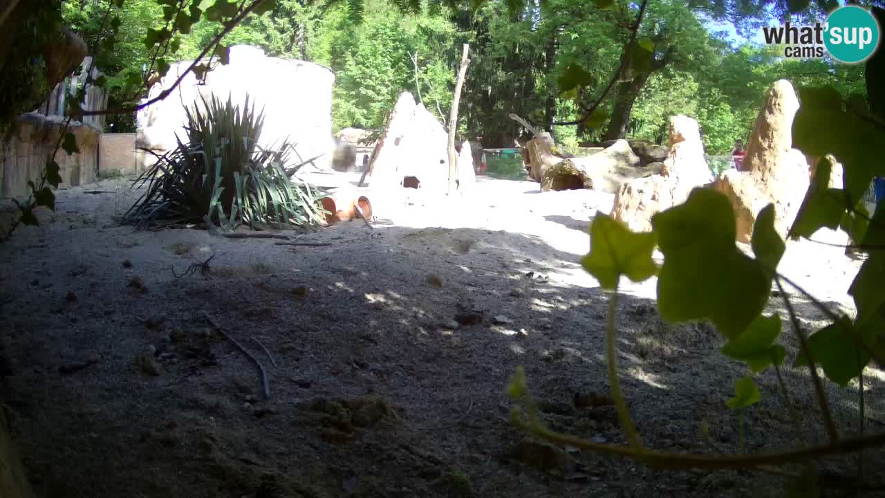 Zoo Ljubljana – Live webcam Meerkat (Suricata)