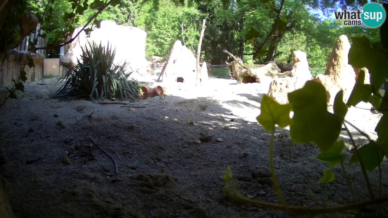 Zoo Ljubljana – Meerkat (Suricata)
