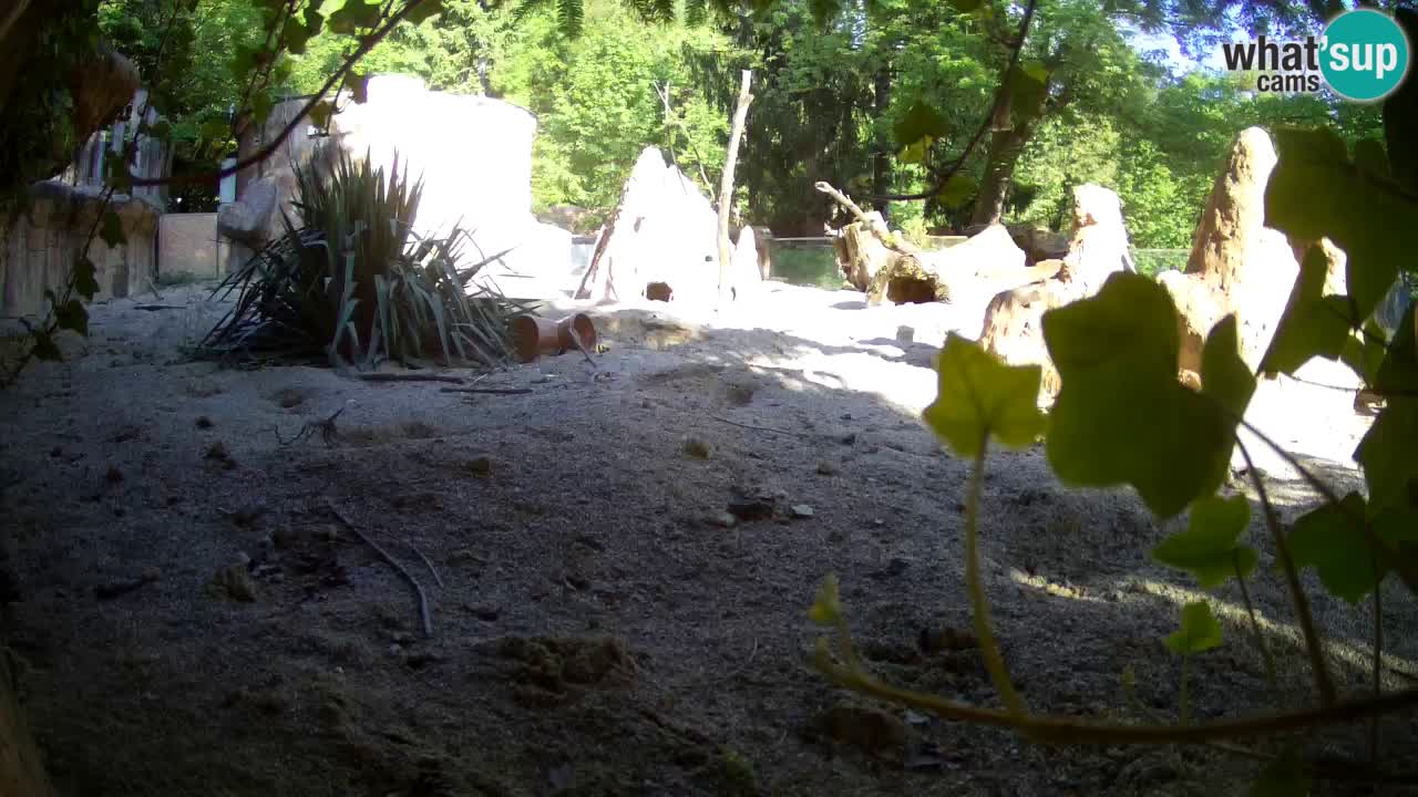 Zoo Ljubljana – Live webcam Meerkat (Suricata)