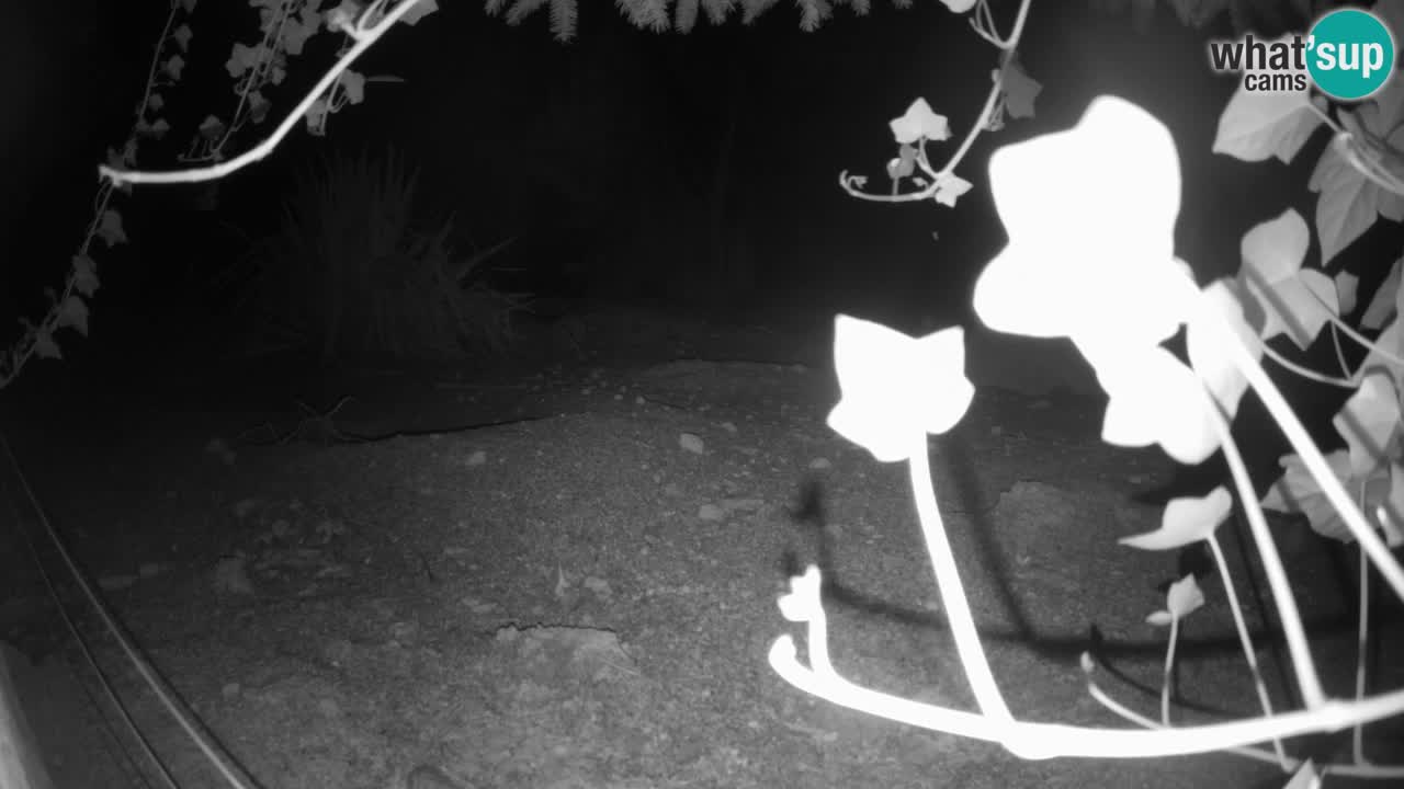 Webcam live Zoo Ljubljana – Suricata