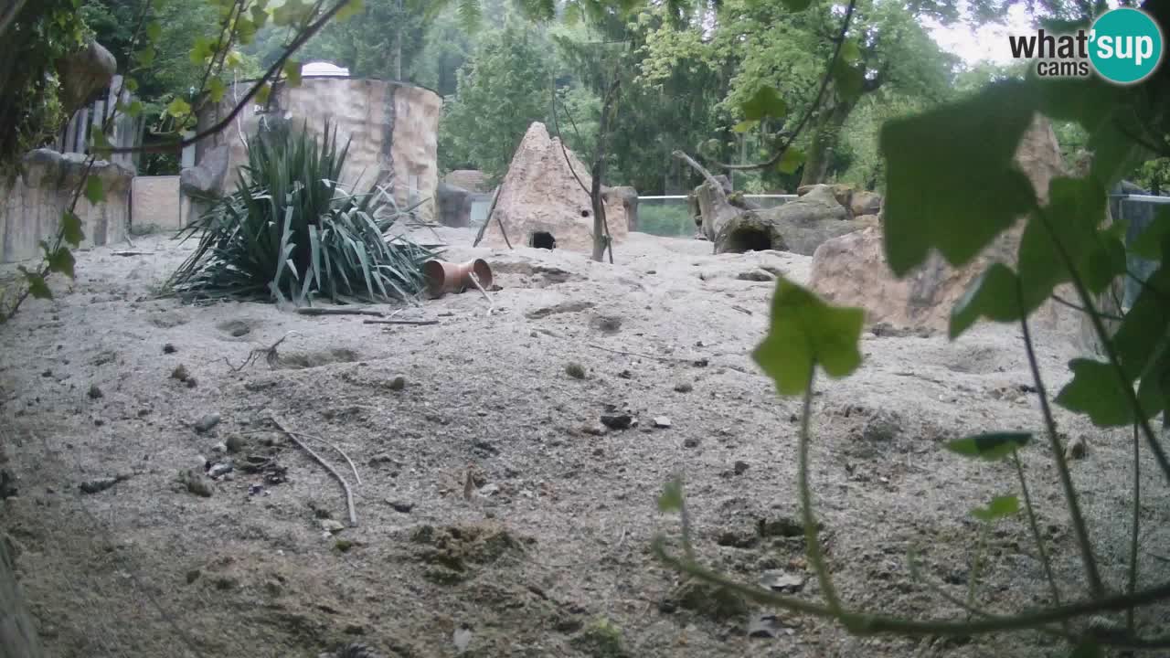 Web kamera Zoo Ljubljana – Merkat