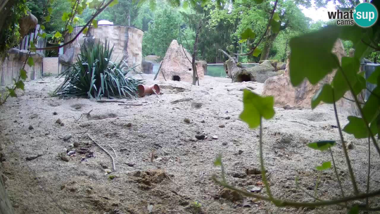 Webcam Zoo Ljubljana – Suricate