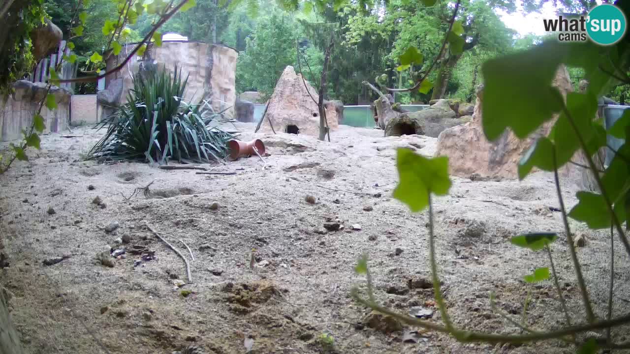 Webcam Zoo Ljubljana – Suricate