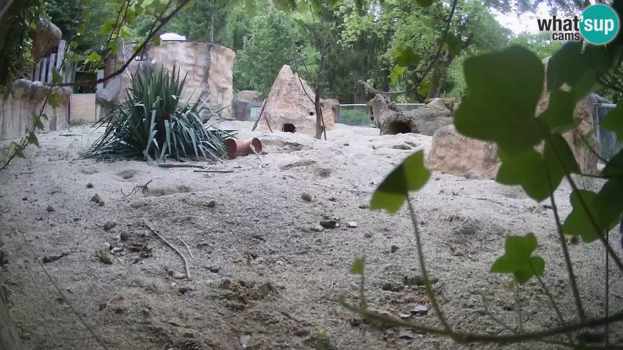 Web kamera Zoo Ljubljana – Merkat