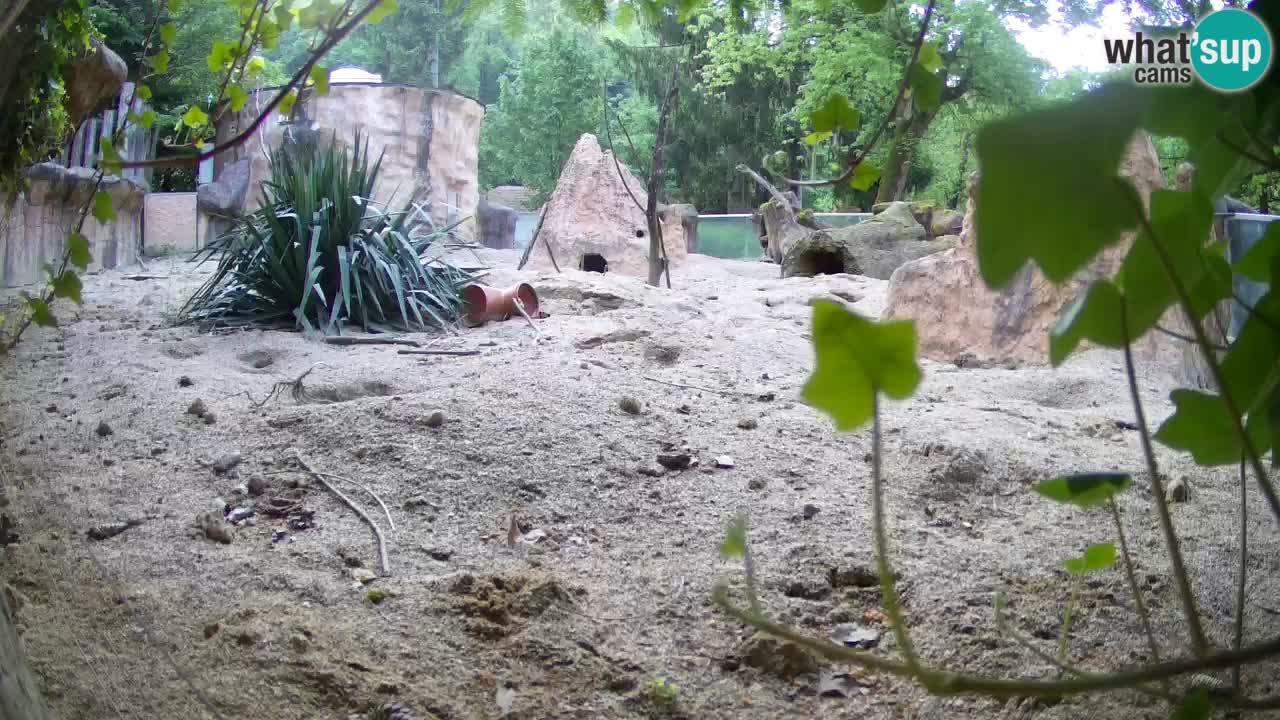 Zoo Ljubljana – Live webcam Meerkat (Suricata)