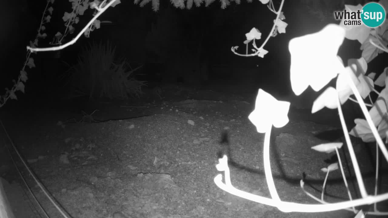 Live cam Zoo Ljubljana – Erdmännchen