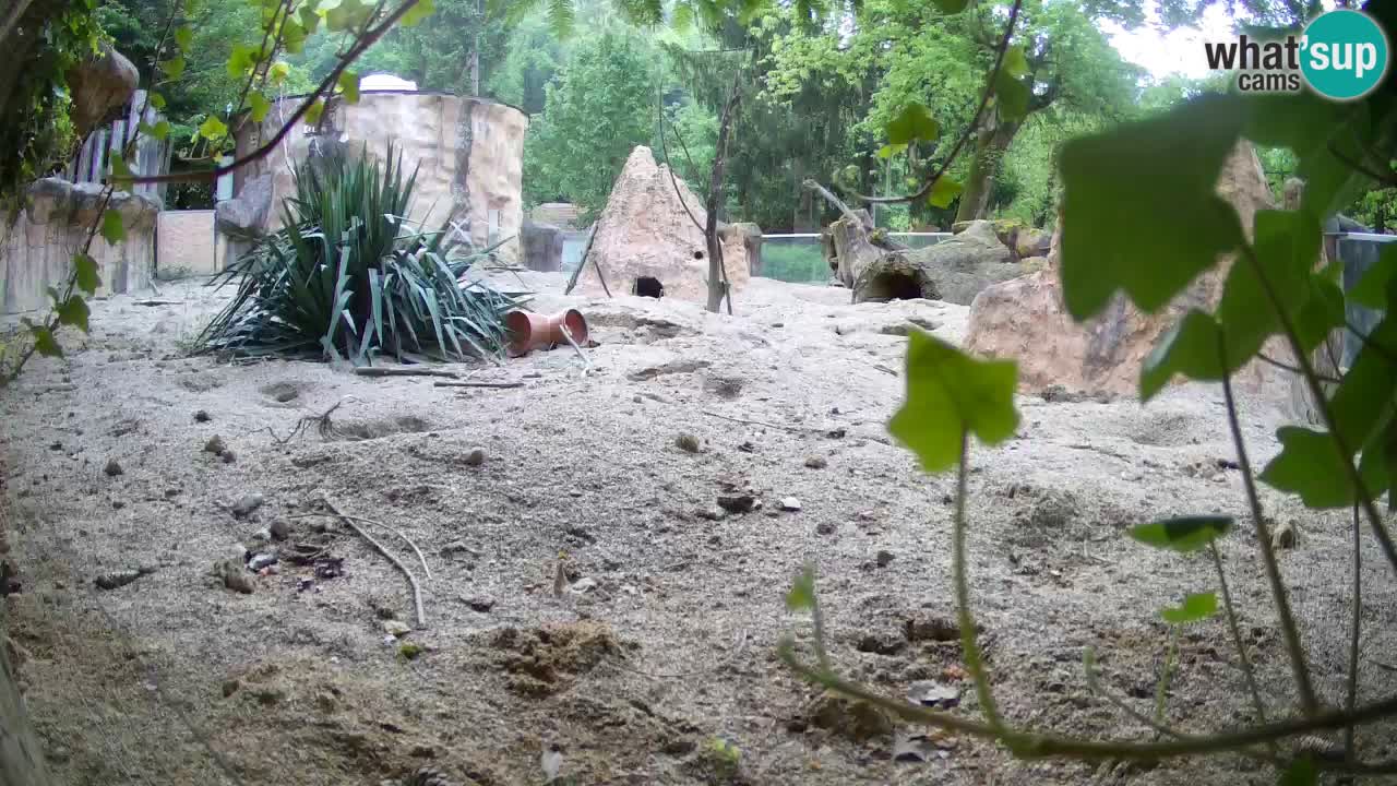 Web kamera Zoo Ljubljana – Merkat