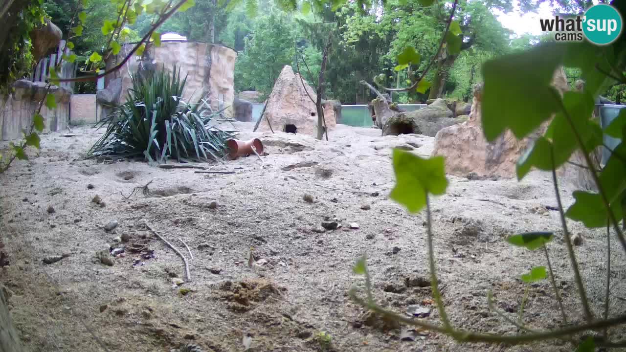 Zoo Ljubljana – Meerkat (Suricata)