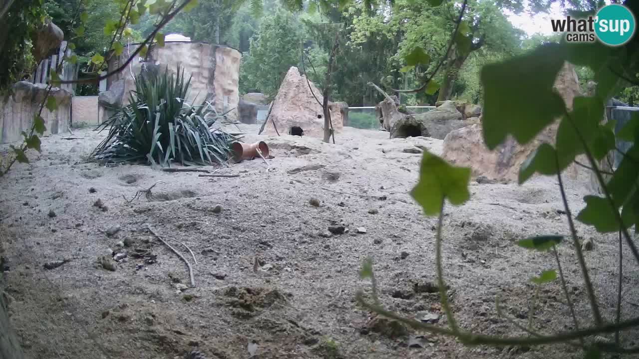 Zoo Ljubljana – Live webcam Meerkat (Suricata)