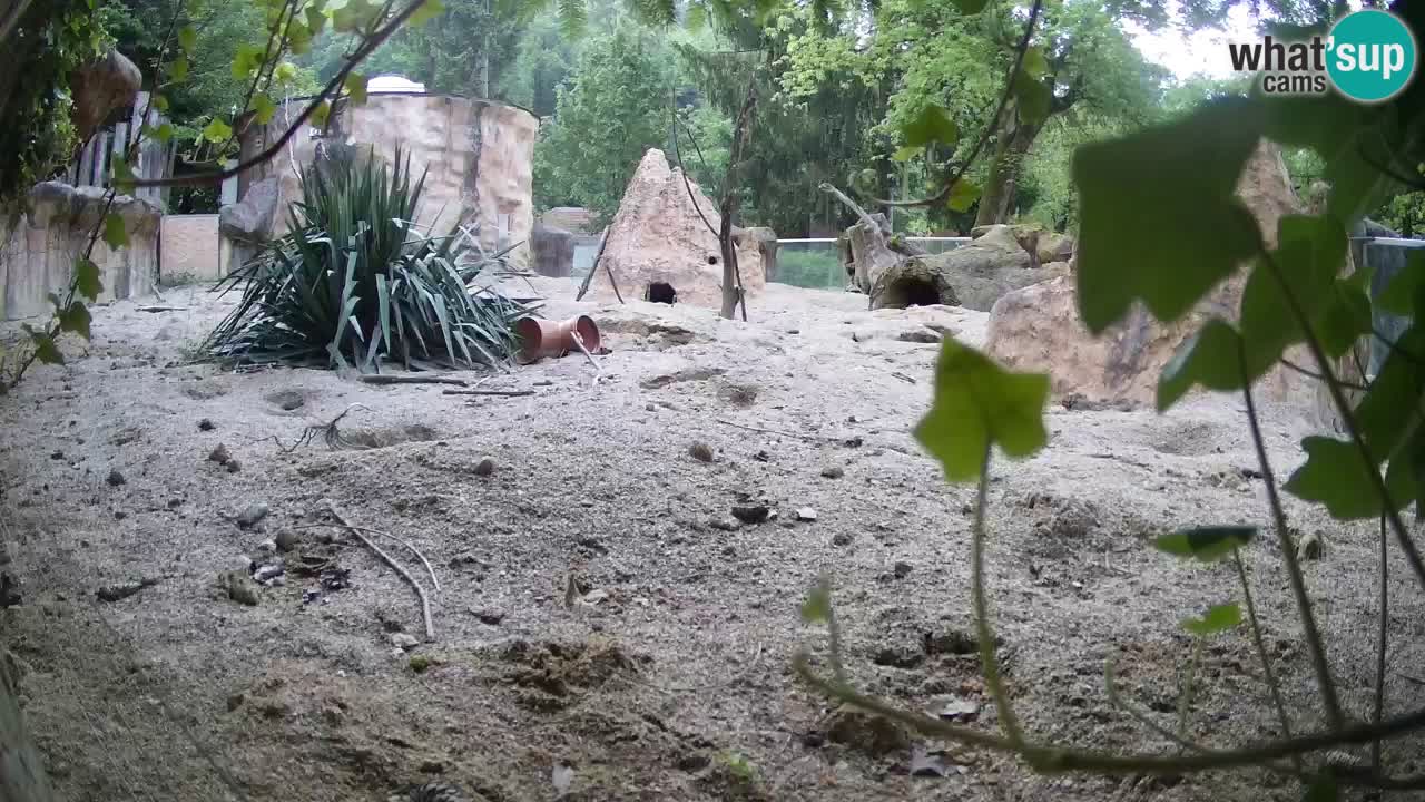 Webcam Zoo Ljubljana – Suricate