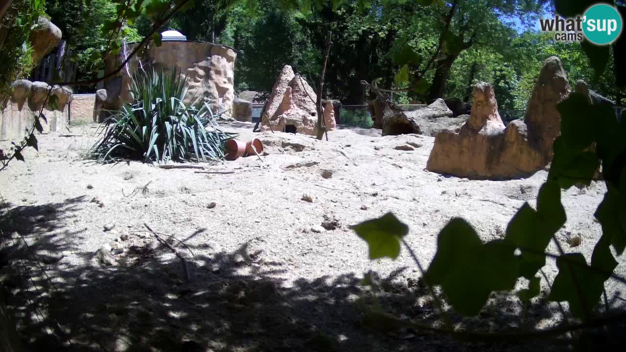 Webcam Zoo Ljubljana – Suricate
