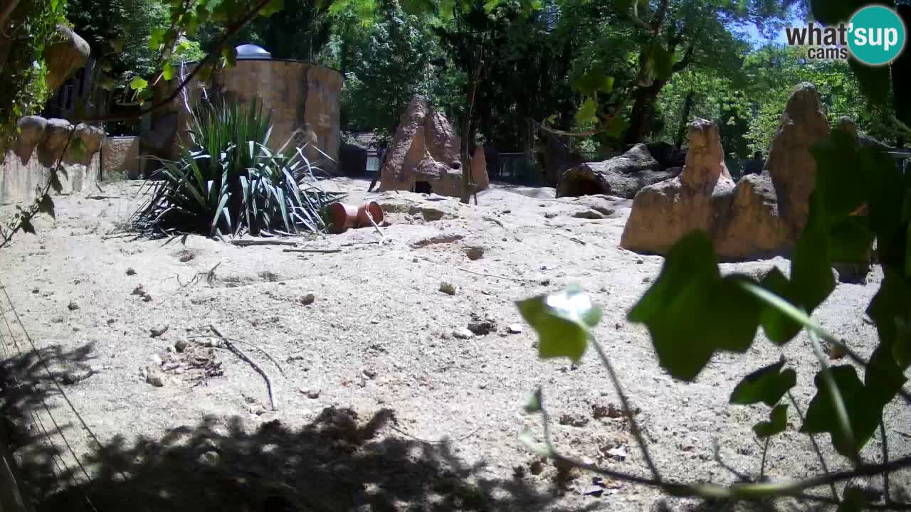Zoo Ljubljana – Live webcam Meerkat (Suricata)