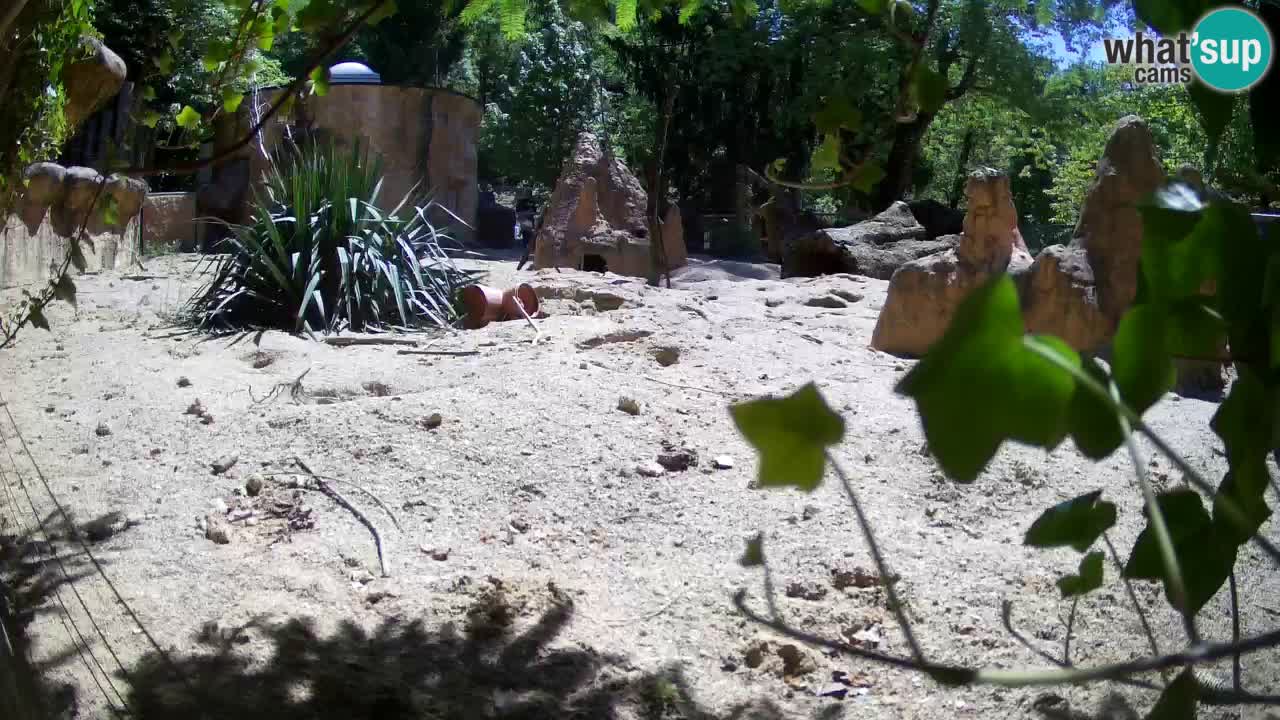 Zoo Ljubljana – Live webcam Meerkat (Suricata)