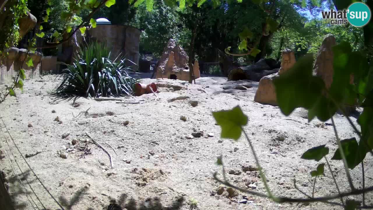 Live cam Zoo Ljubljana – Erdmännchen